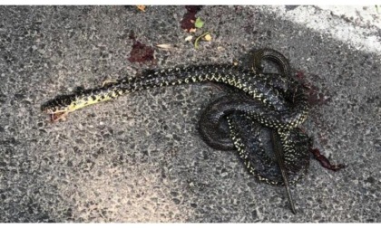 «Ancora troppi pregiudizi sui serpenti: spesso vengono uccisi nella convinzione che siano pericolosi ma sono innocui»