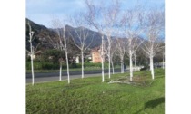 Tagliate le betulle nella rotonda vicina all’Institut Agricole Régional