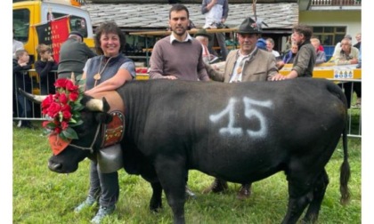 Il mondo agricolo celebrato a Valtournenche con la désarpa e una bataille dimostrativa