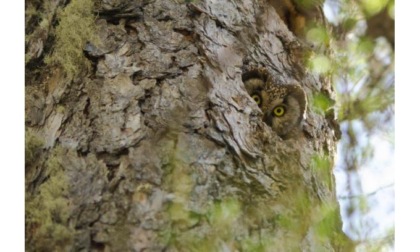 Ilenia Noussan vince la seconda edizione del concorso fotografico indetto dall’associazione ValpellineAllSeason by NaturaValp