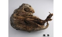 La marmotta mummificata al Museo di Scienze naturali