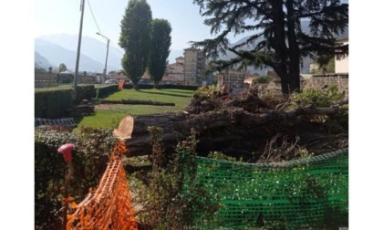 Abbattuti tre pioppi per realizzare la pista ciclabile