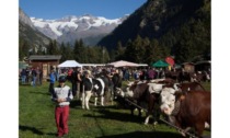 Fiera del Bestiame al lago Gover di Gressoney: i nomi dei premiati