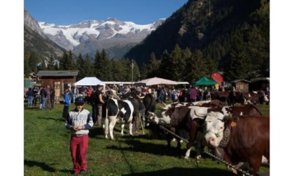 Fiera del Bestiame al lago Gover di Gressoney: i nomi dei premiati