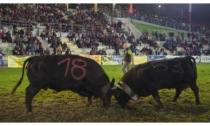 Il lungo fine settimana delle batailles de reines Domenica all’arena la 66esima finale regionale