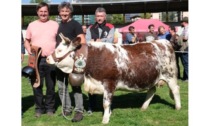 Premiate in arena le manze più belle Sono di Fulvio Borbey e Davide Ronc