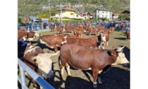 Tanta gente sabato scorso alla Fiera di San Martino a Pont-Saint-Martin “Numerose le difficoltà del settore”