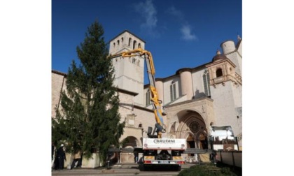 Dalla Valle l’albero di Natale ad Assisi: l’abete nella piazza inferiore della Basilica