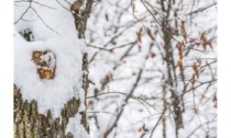 Fotografare il Parco, sono stati premiati anche tre valdostani