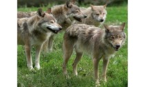 Gli abitanti di Buthier a Gignod spaventati dalla presenza di lupi