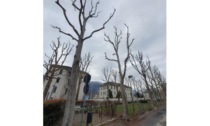 Spesa di 120mila euro per la potatura di oltre 400 alberi ad Aosta