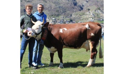 Rassegne: sono state premiate le bovine più belle delle Unités Mont Emilius, Mont Rose e Walser