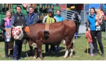 Sono state premiate le bovine più belle dell’Unité Evançon