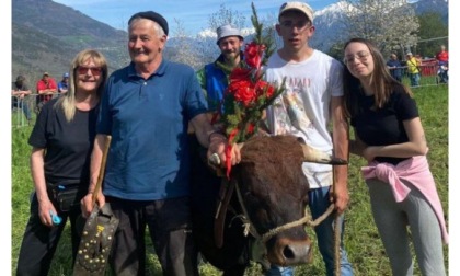 Spettacolo alla battaglia dei manzi di Doues con oltre 100 capi. Combats anche ad Aosta