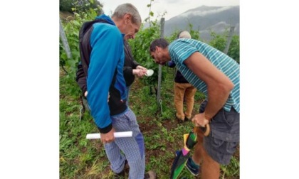 Flavescenza dorata, lotta a tutto campo