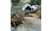 In via Pollio Salimbeni ad Aosta crollano due alberi: auto distrutte