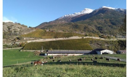 Approvato il riordino di 30 ettari di terreni sulla collina di Saint-Christophe: si completa un iter lungo 20 anni