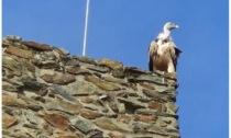 Avvistato e fotografato un grifone al castello di Ussel a Châtillon