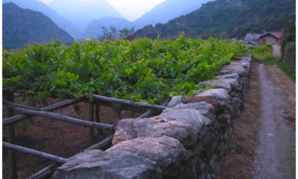 Meno quantità ma grande qualità: tutto pronto per la vendemmia del Nebbiolo di Carema