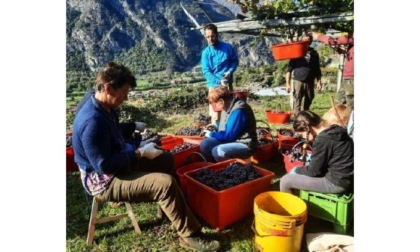 Nel vivo la Festa dell’Uva e del Vino di Carema Domenica l’assegnazione del «Grappolo d’Oro»