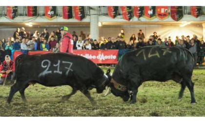 La “bluetongue” non ferma la finale regionale Domenica in arena sfida tra oltre 160 bovine