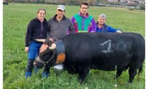 Per Fulvio Borbey una stagione super Il Combat des deuxièmes veaux è suo