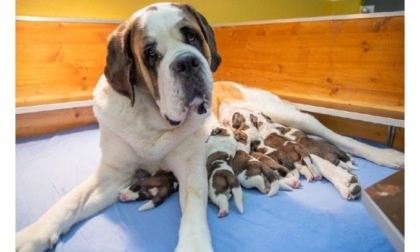 Alla Fondation Barry di Martigny sono nati sette nuovi cuccioli