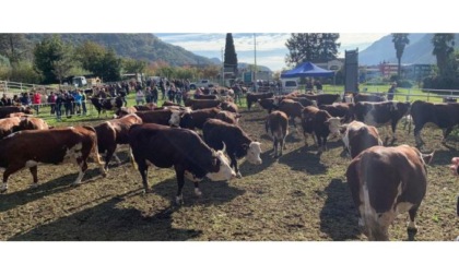 Tanta affluenza per la Fiera di San Martino a Pont